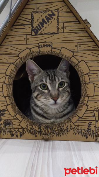 Tekir Kedi, Kedi  BÜYÜK DUMANN fotoğrafı
