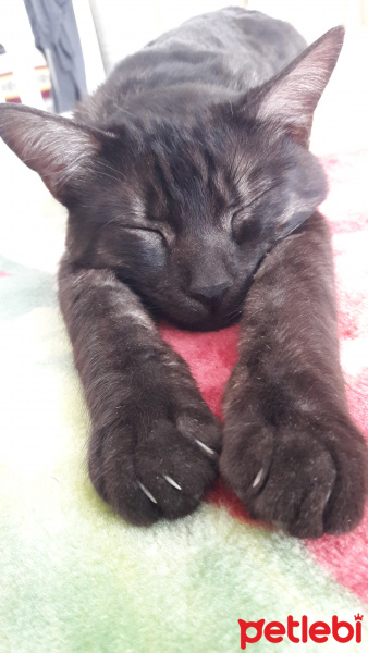 Tekir Kedi, Kedi  BÜYÜK DUMANN fotoğrafı