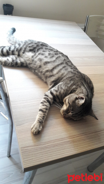 Tekir Kedi, Kedi  BÜYÜK DUMANN fotoğrafı