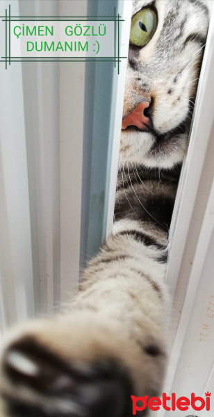 Tekir Kedi, Kedi  BÜYÜK DUMANN fotoğrafı