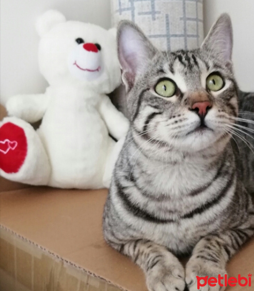 Tekir Kedi, Kedi  BÜYÜK DUMANN fotoğrafı