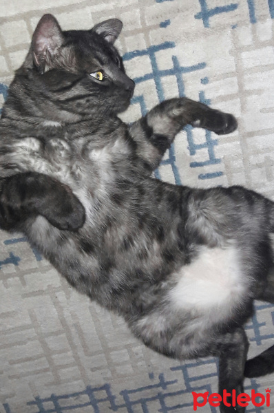 Tekir Kedi, Kedi  BÜYÜK DUMANN fotoğrafı