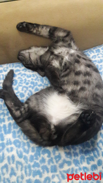 Tekir Kedi, Kedi  BÜYÜK DUMANN fotoğrafı