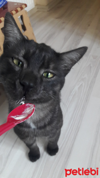 Tekir Kedi, Kedi  BÜYÜK DUMANN fotoğrafı