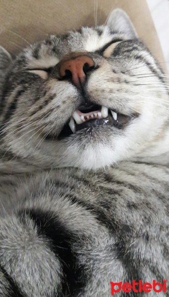 Tekir Kedi, Kedi  BÜYÜK DUMANN fotoğrafı