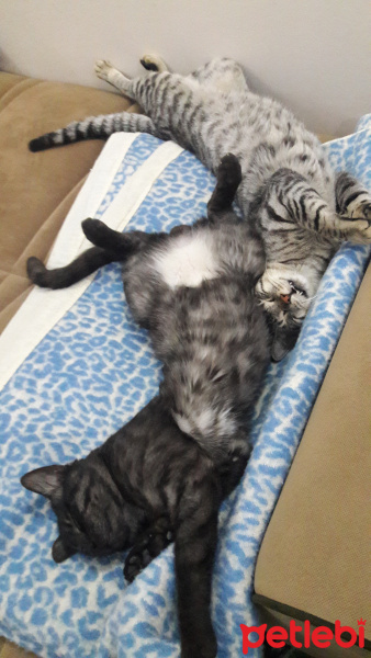 Tekir Kedi, Kedi  BÜYÜK DUMANN fotoğrafı