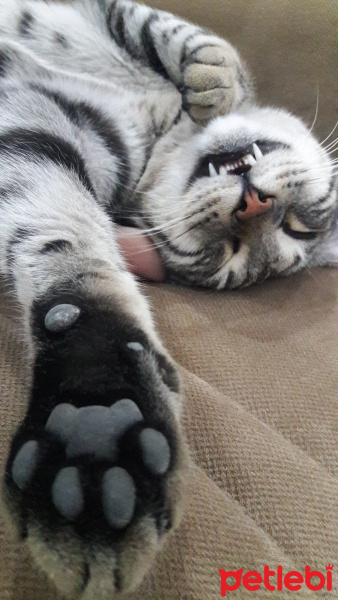 Tekir Kedi, Kedi  BÜYÜK DUMANN fotoğrafı
