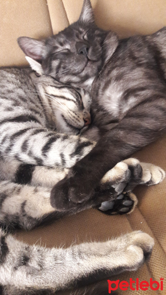 Tekir Kedi, Kedi  BÜYÜK DUMANN fotoğrafı