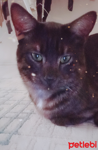 Tekir Kedi, Kedi  BÜYÜK DUMANN fotoğrafı