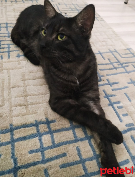 Tekir Kedi, Kedi  BÜYÜK DUMANN fotoğrafı