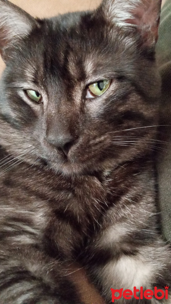 Tekir Kedi, Kedi  BÜYÜK DUMANN fotoğrafı