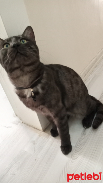 Tekir Kedi, Kedi  BÜYÜK DUMANN fotoğrafı