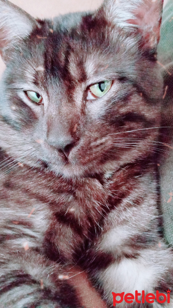 Tekir Kedi, Kedi  BÜYÜK DUMANN fotoğrafı