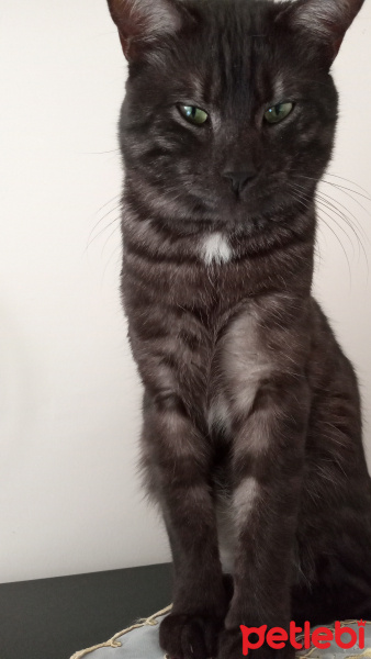 Tekir Kedi, Kedi  BÜYÜK DUMANN fotoğrafı