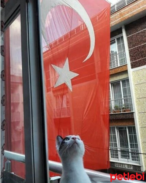 Tekir Kedi, Kedi  badem fotoğrafı