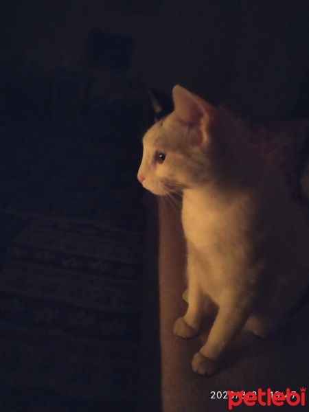 Tekir Kedi, Kedi  badem fotoğrafı