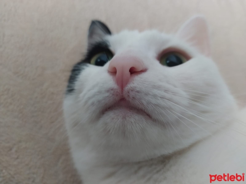Tekir Kedi, Kedi  badem fotoğrafı