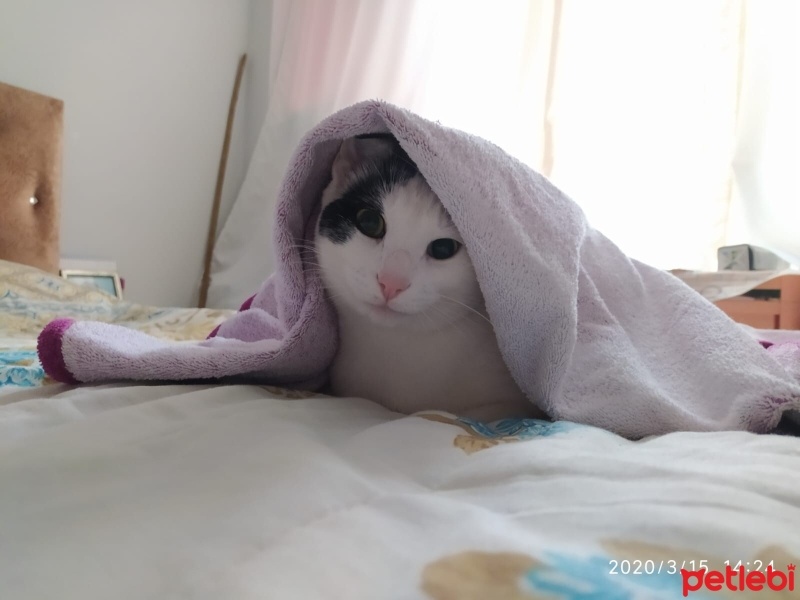 Tekir Kedi, Kedi  badem fotoğrafı