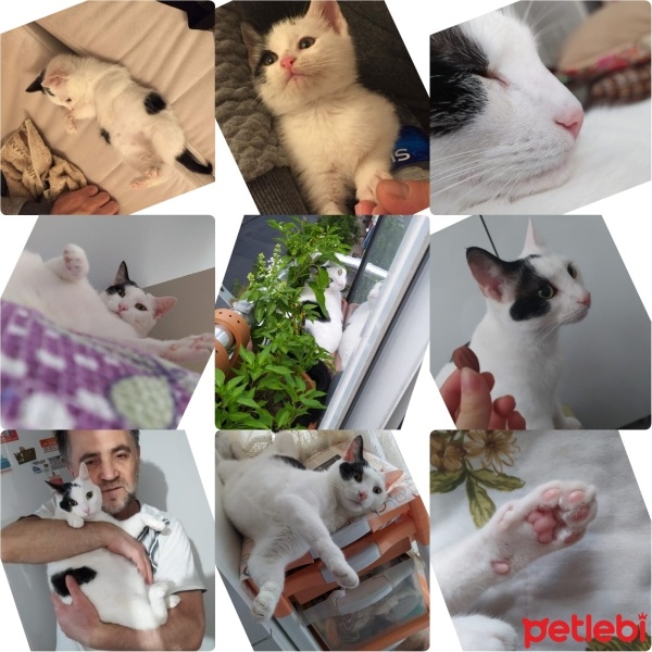 Tekir Kedi, Kedi  badem fotoğrafı