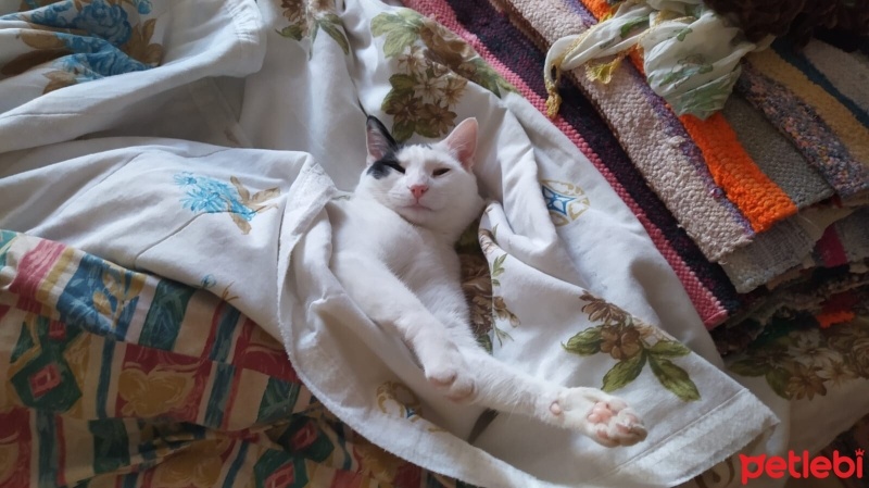 Tekir Kedi, Kedi  badem fotoğrafı