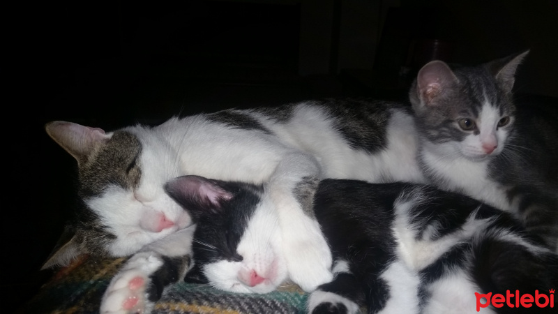 Tekir Kedi, Kedi  Biber fotoğrafı