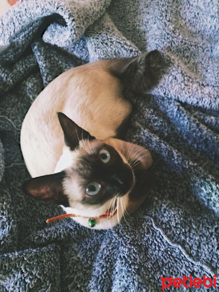 Siyam Kedisi, Kedi  Mişa fotoğrafı