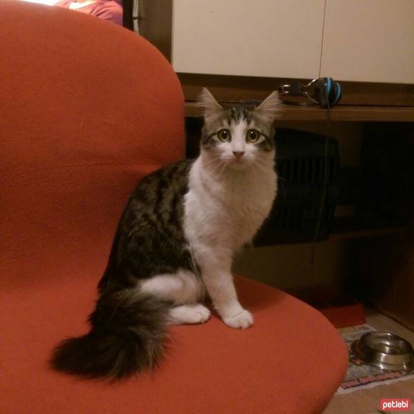 Tekir Kedi, Kedi  Kızçe fotoğrafı