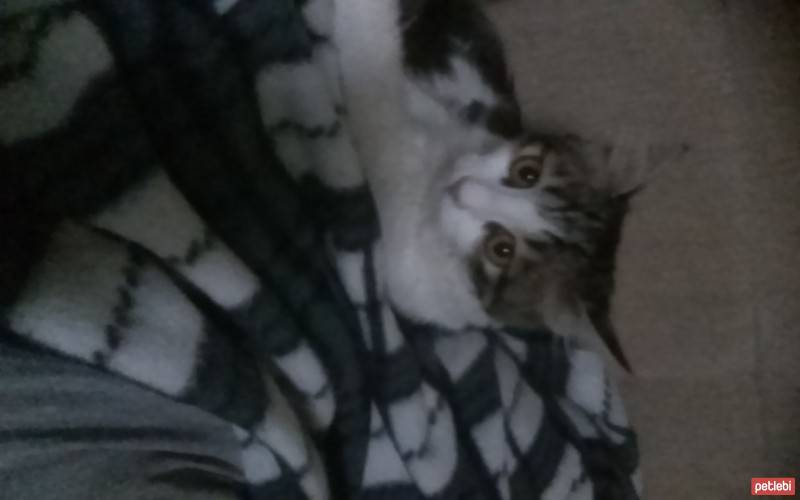 Tekir Kedi, Kedi  Kızçe fotoğrafı