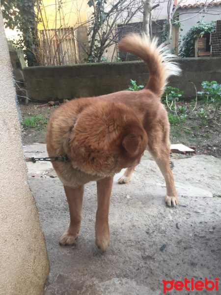 Chow Chow (çin Aslanı), Köpek  KRAL fotoğrafı