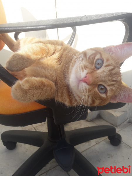 Sarman, Kedi  Karamel fotoğrafı