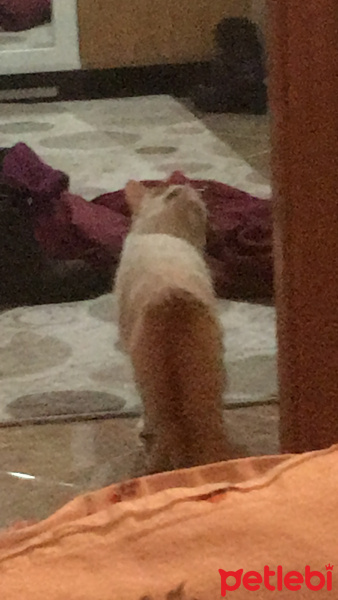 Van Kedisi, Kedi  Şeftali fotoğrafı