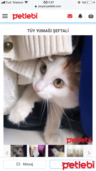 Van Kedisi, Kedi  Şeftali fotoğrafı