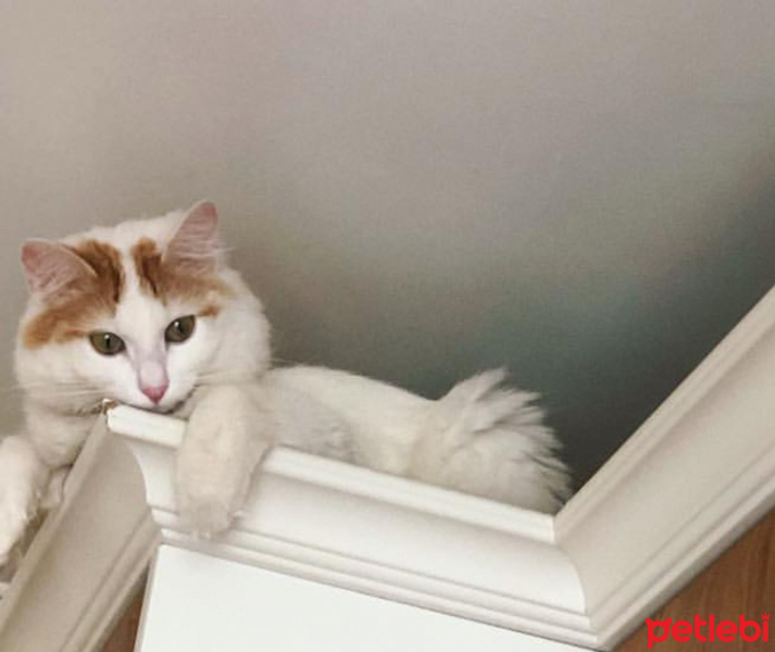 Van Kedisi, Kedi  Şeftali fotoğrafı