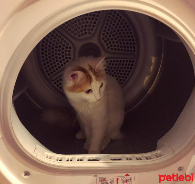 Van Kedisi, Kedi  Şeftali fotoğrafı