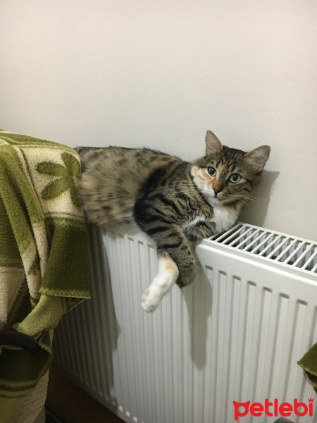 Tekir Kedi, Kedi  PITIR fotoğrafı