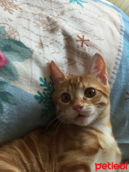 Tekir Kedi, Kedi  Miço fotoğrafı