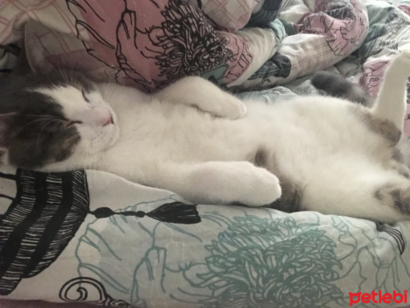 Tekir Kedi, Kedi  Mancho fotoğrafı