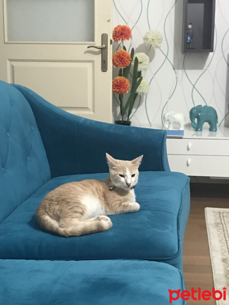 Tekir Kedi, Kedi  Leo fotoğrafı