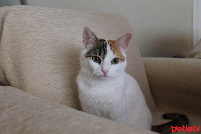 Tekir Kedi, Kedi  Sofie fotoğrafı