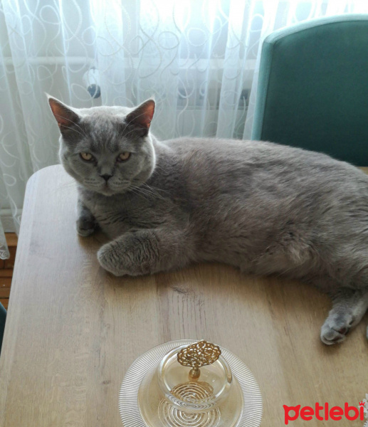 British Shorthair, Kedi  Paşa fotoğrafı