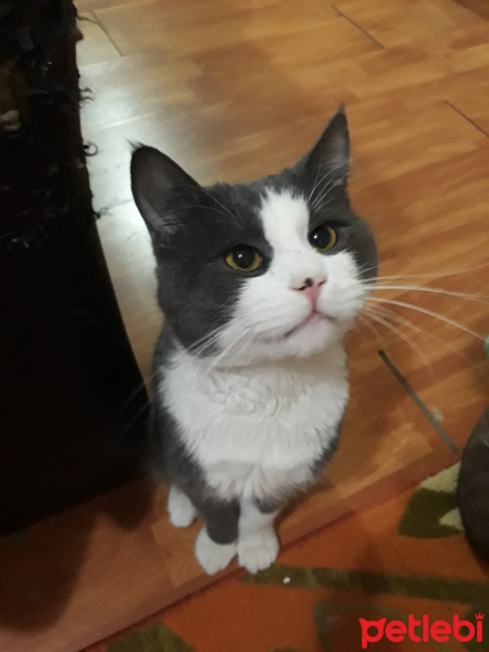 Chinchilla, Kedi  Tırmık fotoğrafı