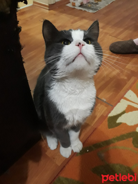 Chinchilla, Kedi  Tırmık fotoğrafı