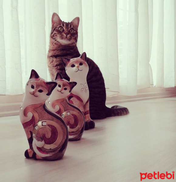 Chinchilla, Kedi  Tırmık fotoğrafı