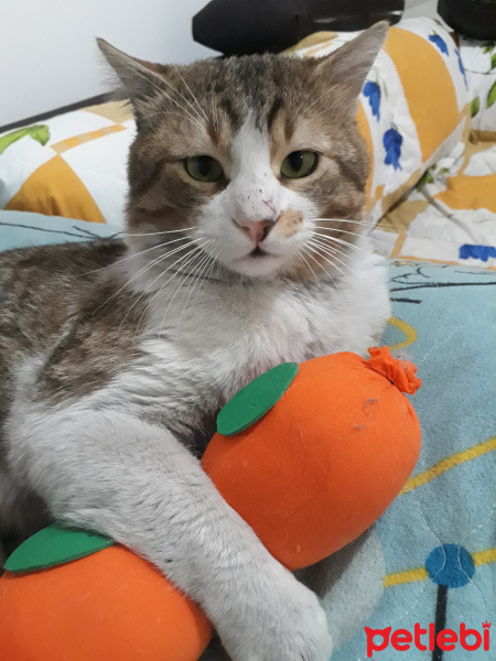 Chinchilla, Kedi  Tırmık fotoğrafı