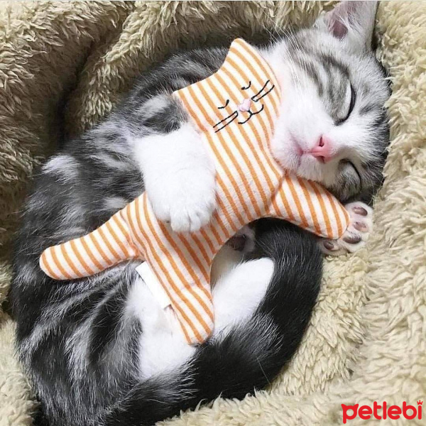 Chinchilla, Kedi  Tırmık fotoğrafı