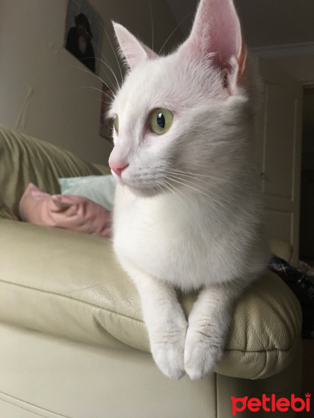 Ankara Kedisi, Kedi  Beyaz fotoğrafı