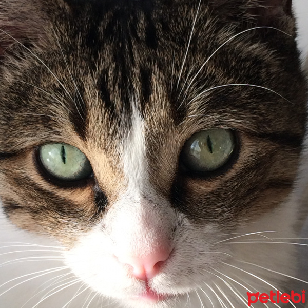 Tekir Kedi, Kedi  Efe fotoğrafı