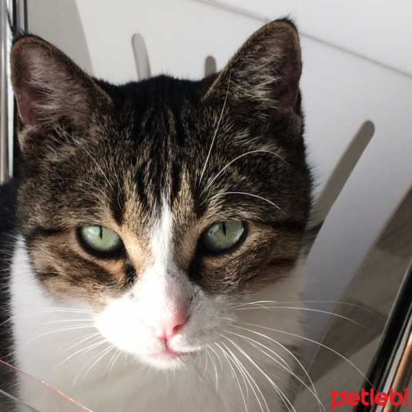 Tekir Kedi, Kedi  Efe fotoğrafı