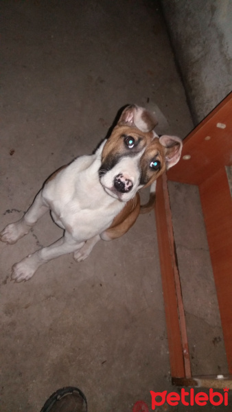 Amerikan Staffordshire Terrier, Köpek  kaju fotoğrafı