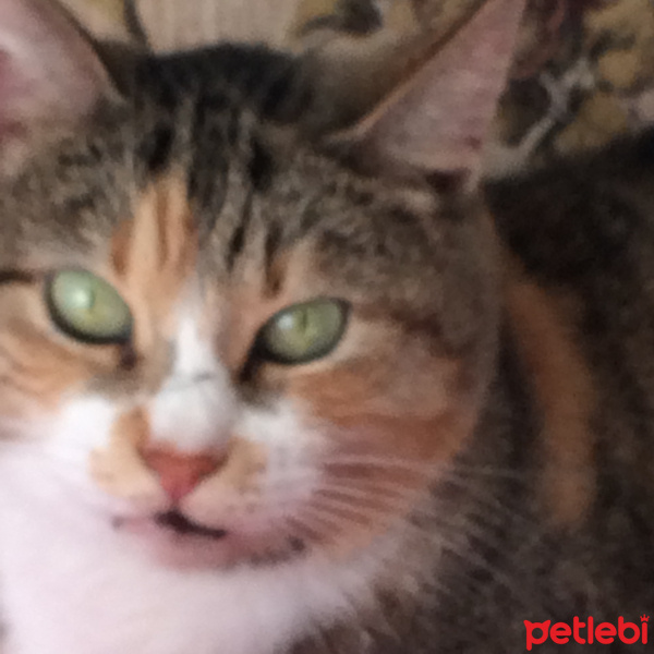 Tekir Kedi, Kedi  Ela fotoğrafı